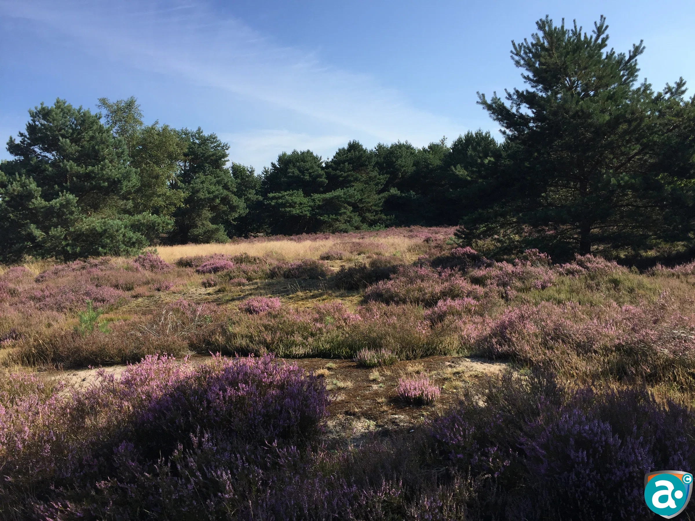 Grafheuvels Boshoverheide Weert