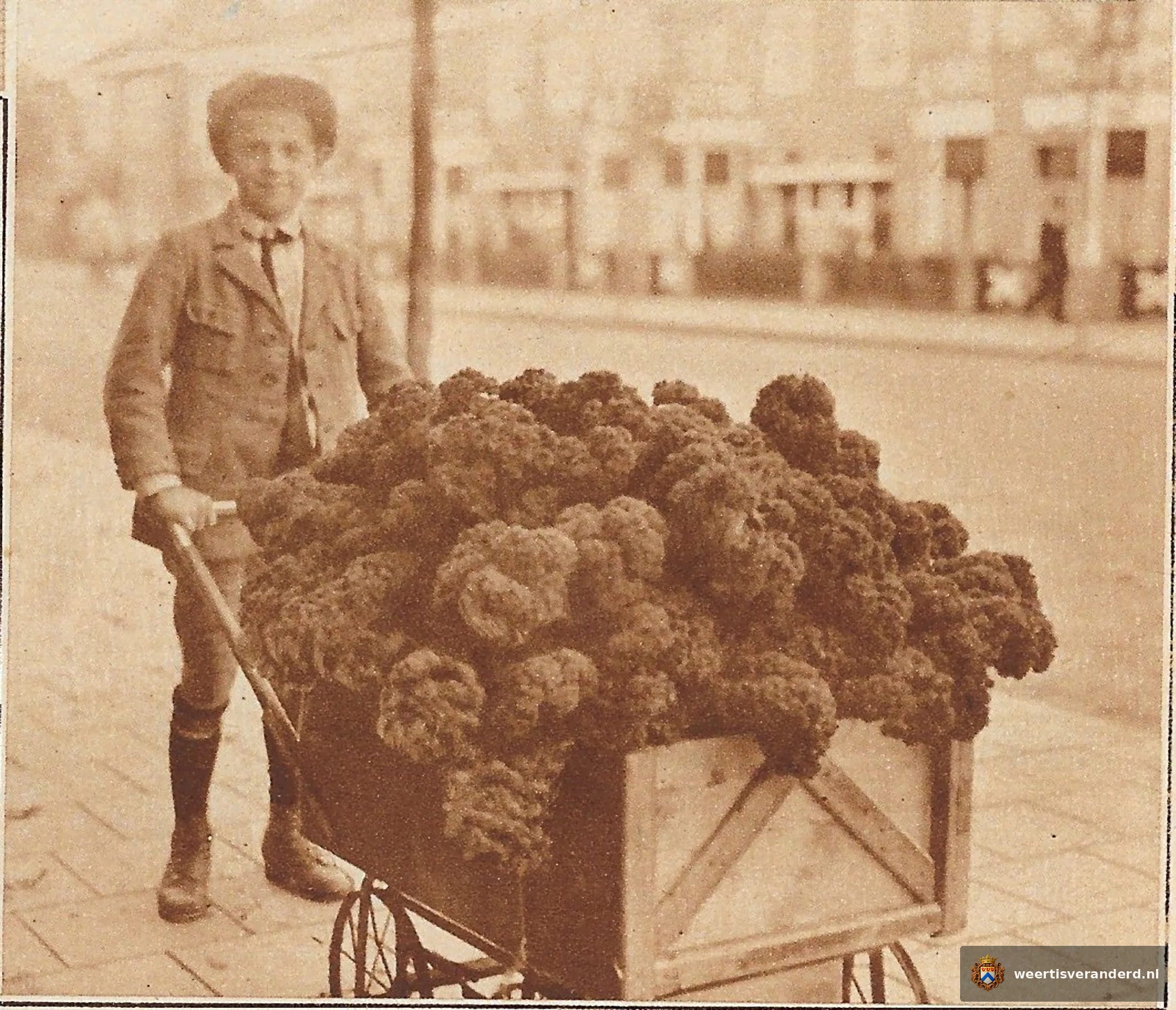 Foto uit Limburg in beeld 1928. “’n Kèr vôl krolmoos”.