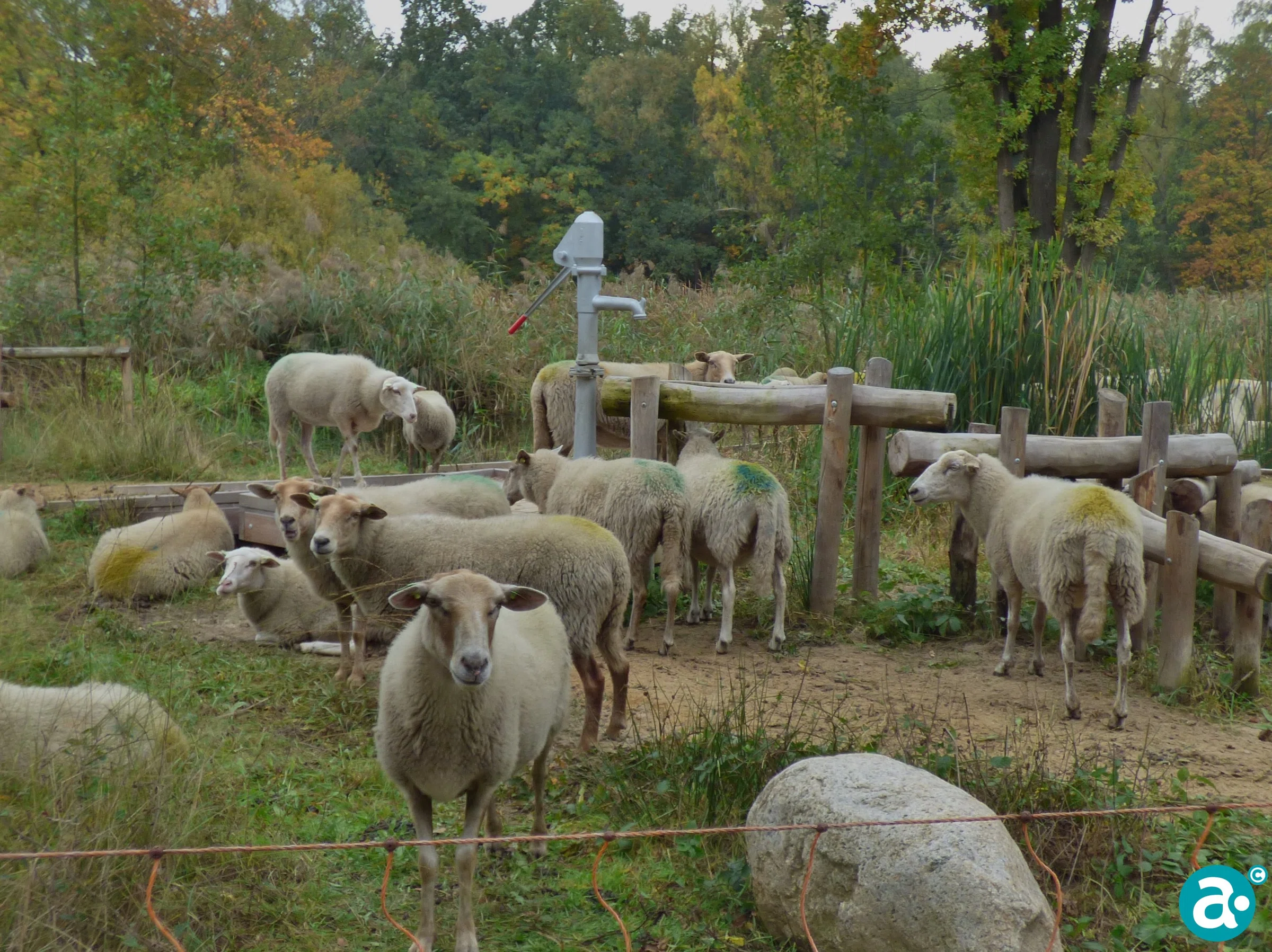 Foto Frits: Achter d’n Iêzere Mân: “Woeë blieftj toch dae nondedjuse poompbedeendje?”