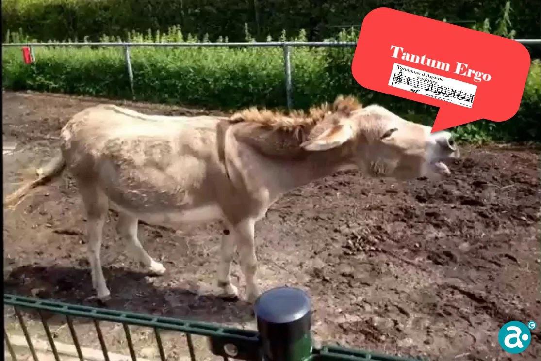 Foto Frits: “D’n ieëzel bâlktj ’t Tantum Ergo”