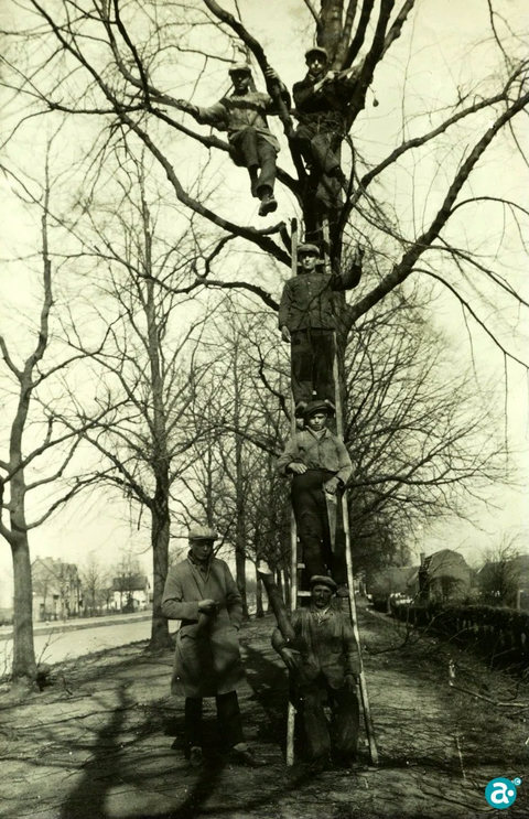 Bomen snoeien Verliefdelaantje als werkverschaffing omstreeks 1930 - GAW Beeldbank 5006