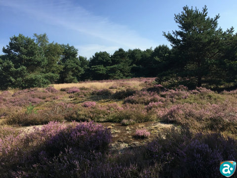 Grafheuvels Boshoverheide Weert