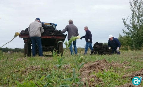 Turfhopen in de voormalige peelmoerassen van Altweerterheide