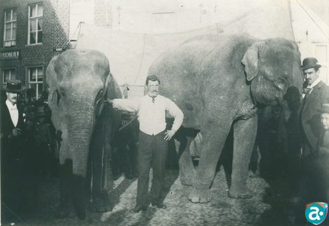 De grootste olifanten die men ooit gezien heeft en zeker in 1897 in Weert.